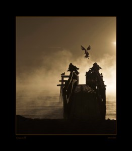 Seagulls gather at first morning light. 