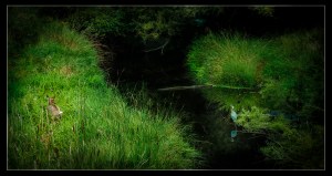 Serendipitously I caught both the deer and heron in the same shot.  