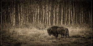 Bison Morning #2