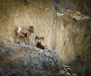 Ian Tamblyn Concert Wpg., Feb 24 2012