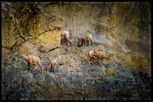 Three + one and a half sheep