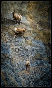 Three sheep vertical